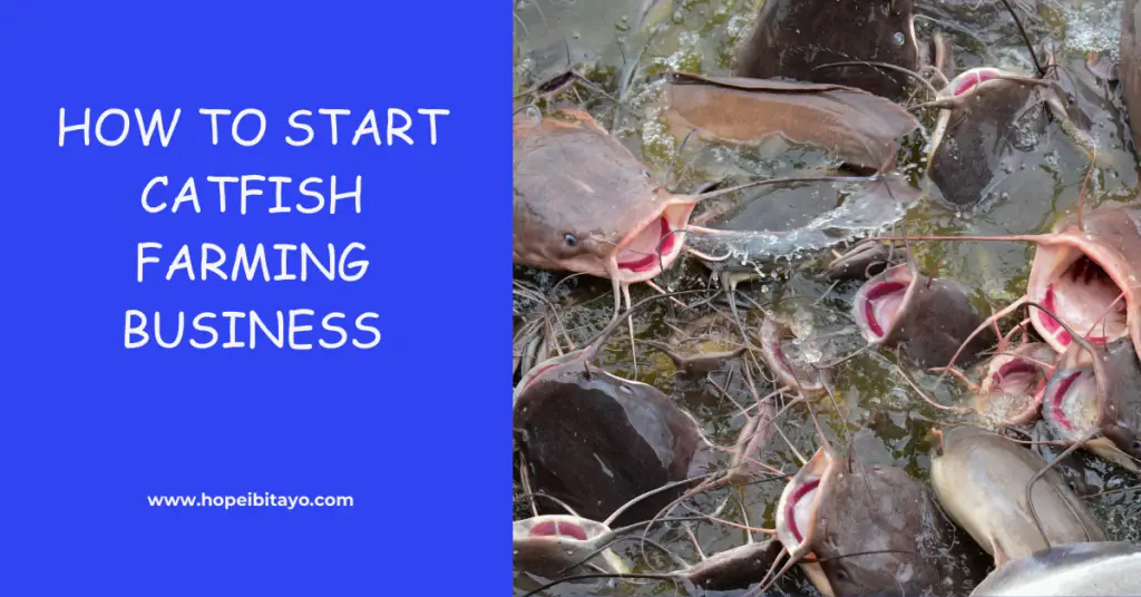 start profitable catfish farming business