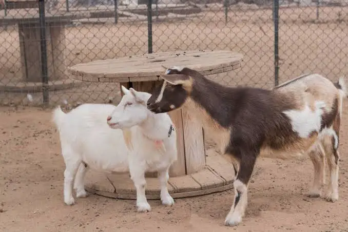 Nigerian dwarf goat breed